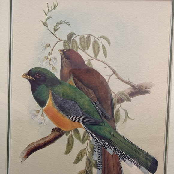 Framed Trogon Bird Art Print - Picture 4 of 16